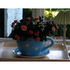 K&aelig;mpetekop til planter
