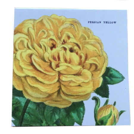 Persian yellow rose