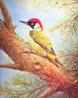 Engelske kunstnerkort