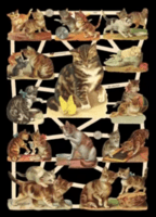 Glansbilledark med katte