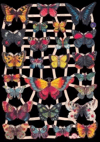 Glansbilledark med sommerfugle